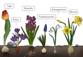 Vorschau - Poster - Frühblüher - Tafelplakat / Poster - Seite 2