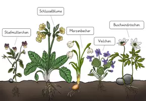 Vorschau - Poster - Frühblüher - Tafelplakat / Poster - Seite 3