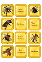 Vorschau - Spiele - Bienen und Hummeln - Merk es dir Spiel - Seite 1