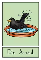 Vorschau - Arbeitsblätter - Lernplakate zum Thema Vögel - Seite 3