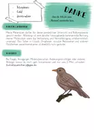 Vorschau - Poster - Amsel Legekreis - Wie lebt die Amsel? - Seite 1