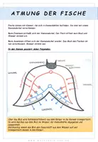 Vorschau - Arbeitsblätter - Biologie: Fische - Übersicht - Seite 1