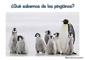 Vista previa - Tarjetas / Manipulativos - Rutina de pensamiento pinguino - Portada