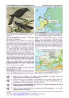 Vorschau - Arbeitsblätter - Zusammenwirken von Evolutionsfaktoren (Arbeitsblatt inkl. Lösungshinweisen) - Seite 1