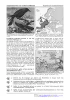 Vorschau - Arbeitsblätter - Zusammenwirken von Evolutionsfaktoren (Arbeitsblatt inkl. Lösungshinweisen) - Seite 2