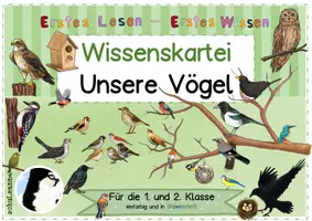 Vorschau - Fördermaterial/Inklusion - Wissenskartei Unsere Vögel Klasse 1 und 2 - Seite 3