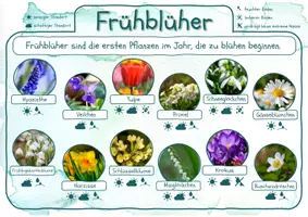 Vorschau - Arbeitsblätter - FREEBIE Frühblüher - Seite 3