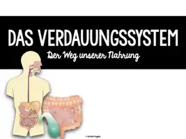 Vorschau - Unterrichtsreihen - Das Verdauungssystem - komplette Einheit - Seite 1
