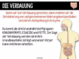 Vorschau - Unterrichtsreihen - Das Verdauungssystem - komplette Einheit - Seite 2
