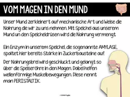 Vorschau - Unterrichtsreihen - Das Verdauungssystem - komplette Einheit - Seite 3