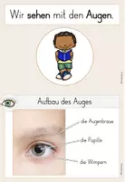 Vorschau - Bildkarten - Das Auge - Der Sehsinn - Wissenskartei - Seite 3