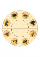 Vorschau - Mal- und Bastelvorlagen - Bienenarten - Lerndrehscheibe - Seite 3