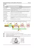 Vorschau - Arbeitsblätter - Nahrungsbeziehungen und Energiefluss in Ökosystemen - Seite 2