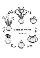 Aperçu - Apprentissages en autonomie - un bulbe : le cycle du crocus - Page 1