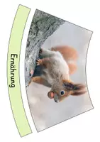 Vorschau - Präsentationen/Tafelbilder - Eichhörnchen - Legekreis - Seite 3