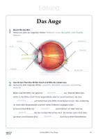 Vorschau - Arbeitsblätter - Arbeitsblatt »Das Auge« - Seite 2