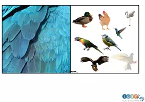 Aperçu - Apprentissages en autonomie - Jeu de tri Montessori animaux à poils plumes écailles - Page 1