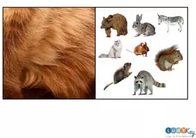 Aperçu - Apprentissages en autonomie - Jeu de tri Montessori animaux à poils plumes écailles - Page 2