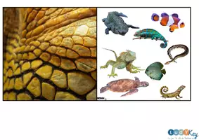 Aperçu - Apprentissages en autonomie - Jeu de tri Montessori animaux à poils plumes écailles - Page 3