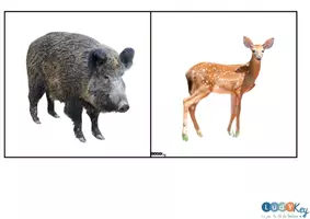 Aperçu - Apprentissages en autonomie - JEU DE TRI VEGETAUX ANIMAUX - Page 3