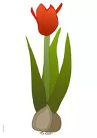 Vorschau - Poster - Frühblüher - Die Tulpe - Tafelbild Wortkarten - Seite 2