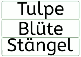 Vorschau - Poster - Frühblüher - Die Tulpe - Tafelbild Wortkarten - Seite 3