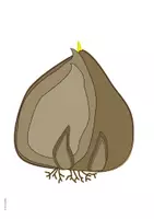 Vorschau - Präsentationen/Tafelbilder - Frühblüher - Die Zwiebel - Tafelbild Wortkarten - Seite 3