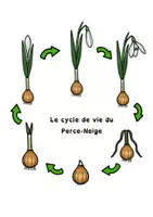 Aperçu - Feuilles d'exercices - bulbe : cycle du perce-neige - Page de couverture