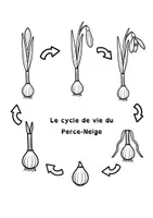 Aperçu - Feuilles d'exercices - bulbe : cycle du perce-neige - Page 1