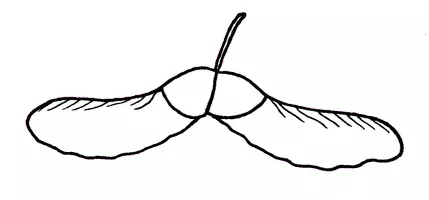 Vorschau - selbst erstellte Cliparts/Grafiken - Clip Art Herbst - Seite 1