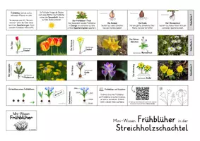 Vorschau - Arbeitsblätter - Frühblüher - Materialpaket XL - Seite 1