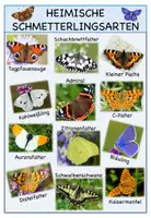 Vorschau - Poster - Tafelmaterial- Schmetterlingsarten (inkl. Poster) - Seite 2