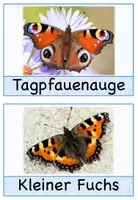 Vorschau - Poster - Tafelmaterial- Schmetterlingsarten (inkl. Poster) - Seite 3