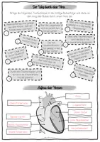 Vorschau - Arbeitsblätter - Arbeitsblatt: Aufbau und Funktion des Herzens - Seite 3