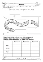 Vorschau - Arbeitsblätter - Regenwurm - fächerübergreifende Arbeitsblätter - Karlchen Krabbelfix - Seite 1