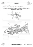Vorschau - Arbeitsblätter - Fische im Aquarium - fächerübergreifende Arbeitsblätter - Krabbelfix - Seite 1