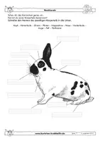 Vorschau - Arbeitsblätter - Kaninchen - fächerübergreifende Arbeitsblätter - Krabbelfix - Seite 1