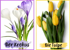 Vorschau - Präsentationen/Tafelbilder - Frühblüher Bildkarten - Seite 1