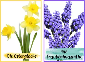 Vorschau - Präsentationen/Tafelbilder - Frühblüher Bildkarten - Seite 3