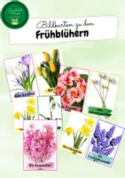 Vorschau - Präsentationen/Tafelbilder - Frühblüher Bildkarten - Deckblatt