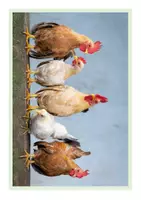 Vorschau - Poster - Ostern / Bildkarten als Sprechanlass / Bildkartei - Seite 3