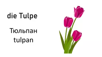 Vorschau - Fördermaterial/Inklusion - DaZ/DaF: Frühling Deutsch-Ukrainisch 21 Bild-Wortkarten - Seite 3