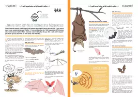 Aperçu - Apprentissages en autonomie - TU SAVAIS PAS N°1- Que les chauves-souris ne sont pas aveugles ! - Page 1