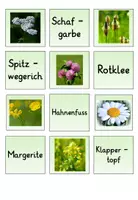 Vorschau - Spiele - Blumen auf der Wiese : Doppelt gemoppelt wiesenblumen - Seite 3