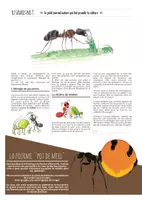 Aperçu - Apprentissages en autonomie - TU SAVAIS PAS N°5- Que les fourmis ont inventé l’agriculture ! - Page 3