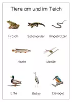 Vorschau - Arbeitsblätter - Tiere am und im Teich: Kleine Themeneinheit (Poster, Bildkarten, u.v.m.) - Seite 3