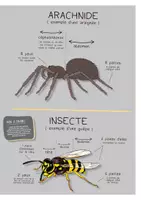 Aperçu - Apprentissages en autonomie - TU SAVAIS PAS N°28 Que l’araignée n’est pas un insecte ! - Page 2