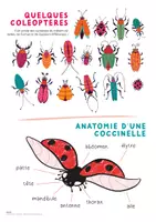 Aperçu - Apprentissages en autonomie - TU SAVAIS PAS N°33 Que les points de la coccinelle n’ont rien à voir avec son âge ! - Page 2
