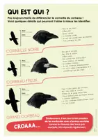 Aperçu - Jeux - TU SAVAIS PAS N°35 Que les corbeaux sont les plus intelligents des oiseaux ! - Page 3