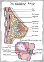 Vorschau - Poster - Materialpaket - Informationsplakate/Infografiken *Sexualkunde* - Seite 3